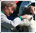 Alfie at Southern Counties with Breed Specialist Mags Evans.  June 2007
